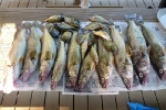 05-erie-dearie-catch - 072511 05-erie-dearie-catch - 072511