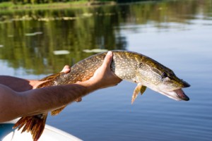 fishing planet unique chain pickerel new york