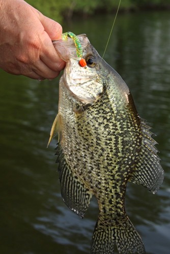 fishing planet neherrin river unique black crappie