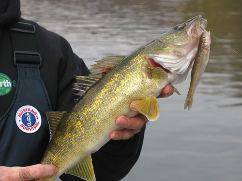 Walleye Bait